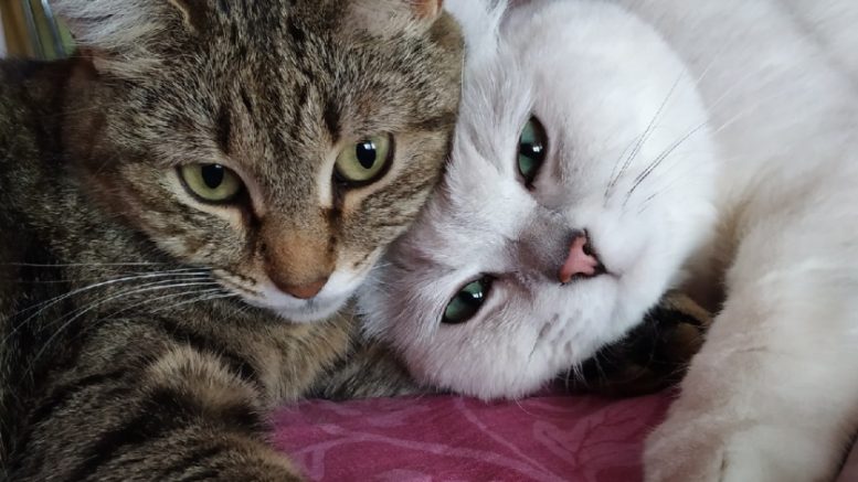 Костюмы котов и кошек